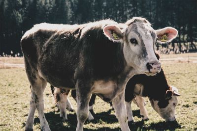 Zwei Rinder stehen auf der Wiese, das hintere Rind frisst Gras, das vordere schaut in die Kamera.