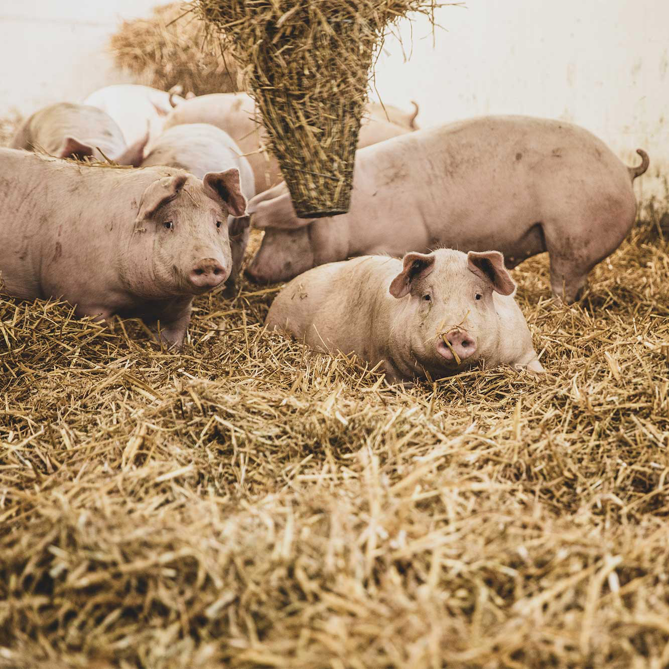 Sieben Schweine liegen im Stroh, zwei davon schauen in die Kamera.